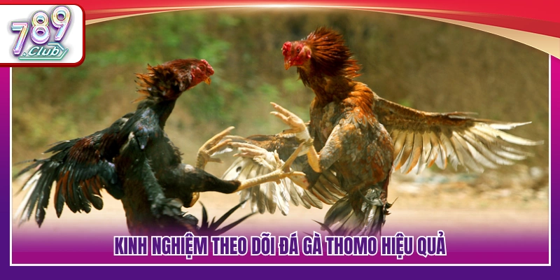 Cách quan sát và nắm bắt diễn biến trận đấu